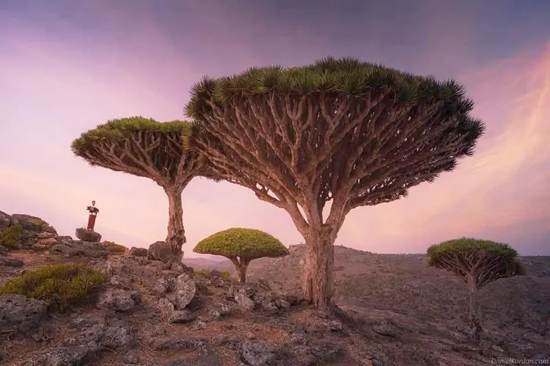 blood dragon trees in sunset at sunset