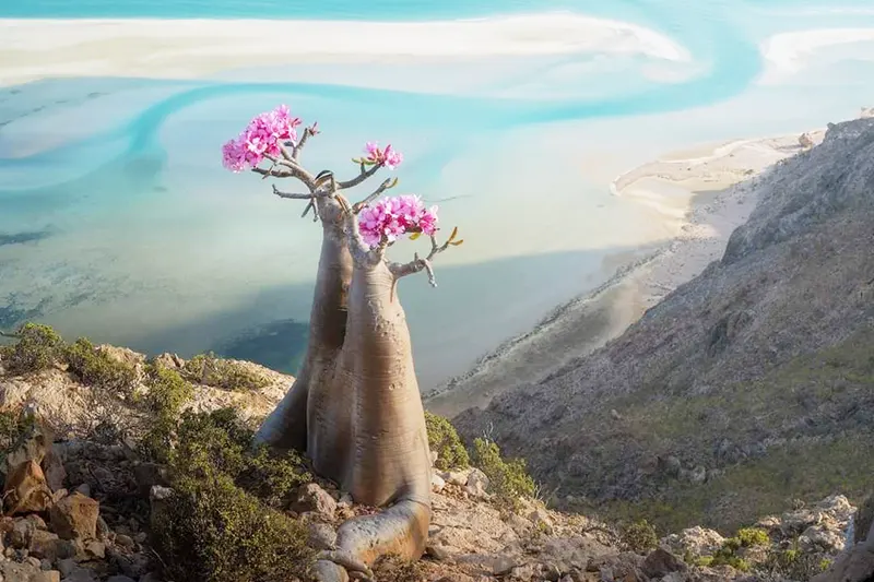 flower over looking the beach in socotra
