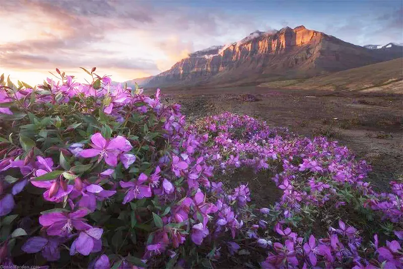 flower patch overlooking mountainside