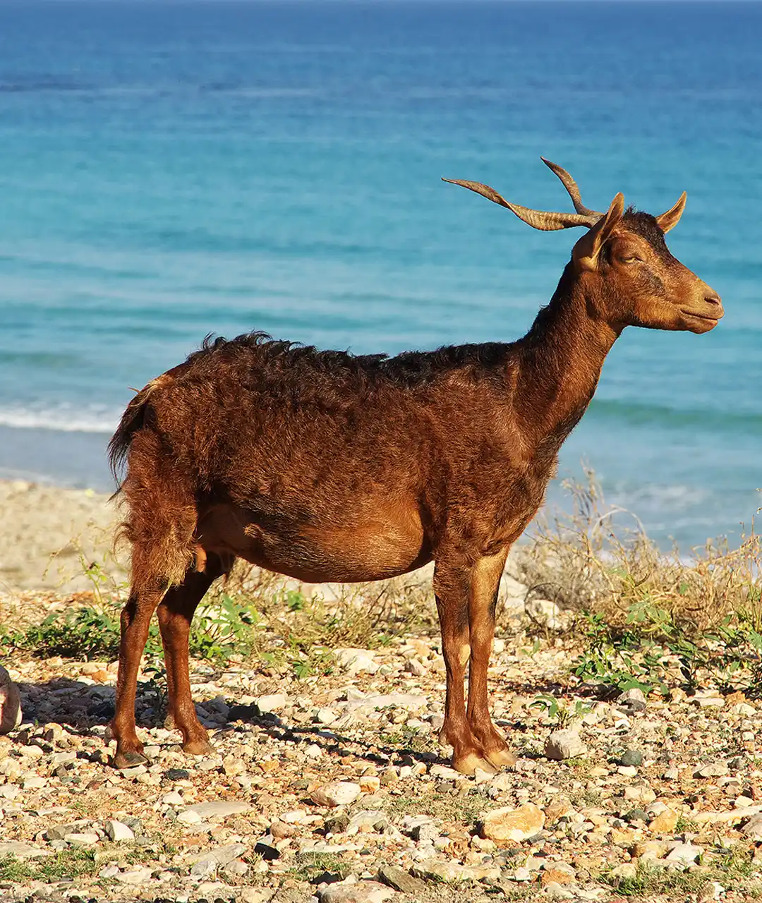 Phil the Socotri Goat